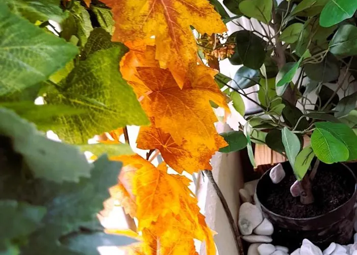 Rocha Sunny 波尔蒂芒