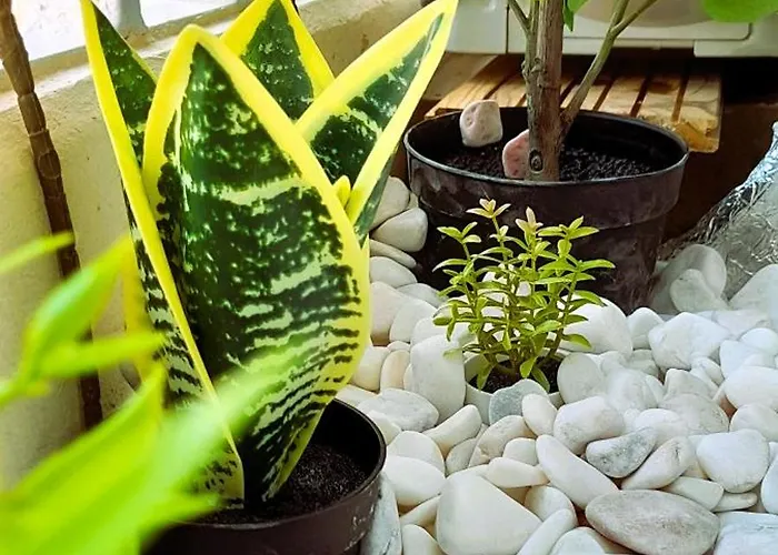 Apartamento Rocha Sunny